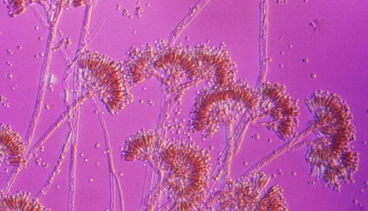 File 20250730 56 pe1g1m.jpg