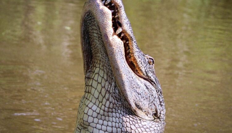 Gator alligator american alligator gator amphibian 51345 1200x630.jpeg