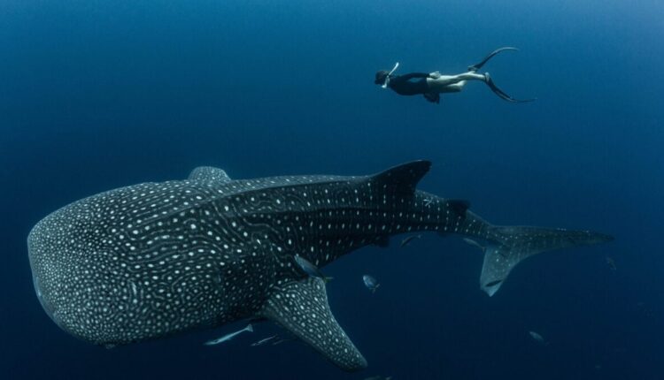 Whale shark 1200x675.jpg