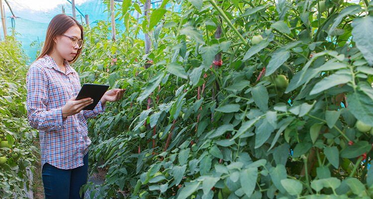 Iot agriculture food adobe.jpg