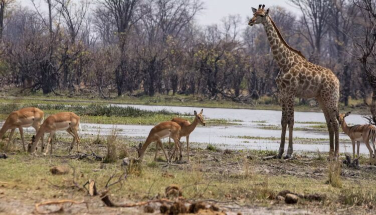 File 20251010 56 y1hr8r.jpg