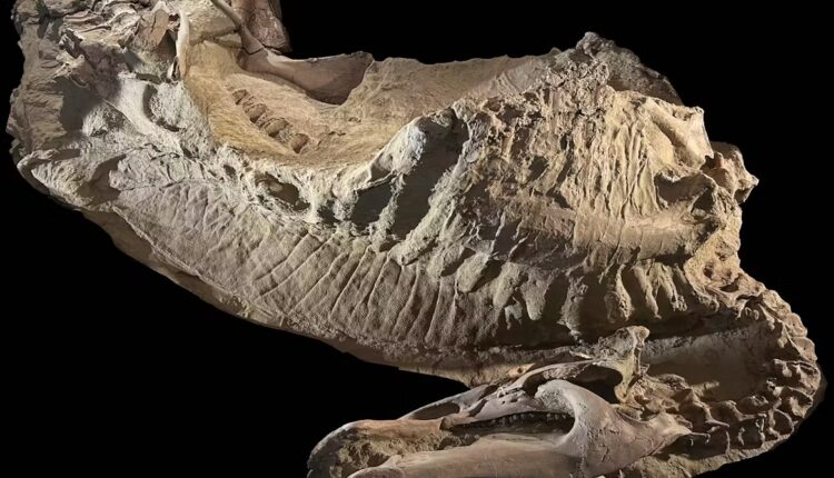 File 20251020 56 llbmt5.jpg