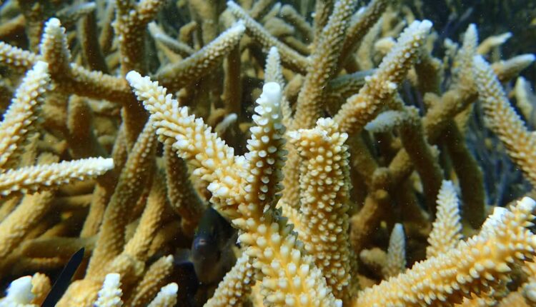 File 20251023 64 9yo44x.jpg