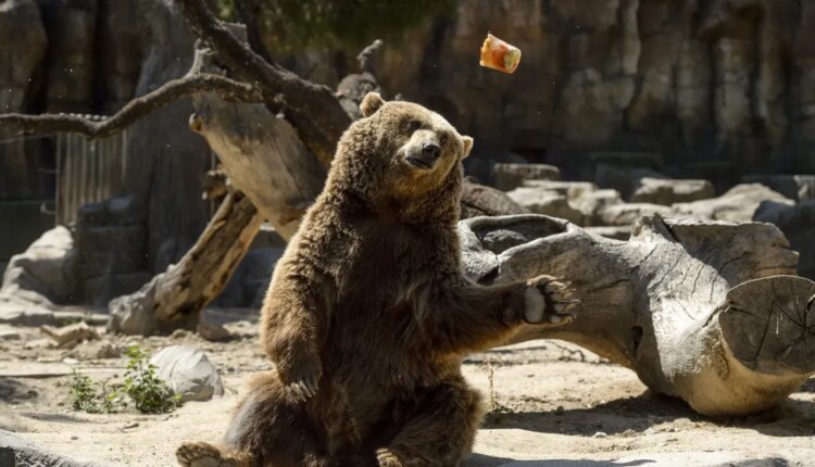 11 students teachers injured after terrifying grizzly bear attack in canada.jpg