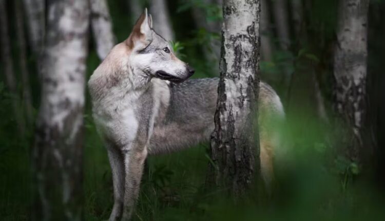 File 20251123 76 okjrwf.jpg