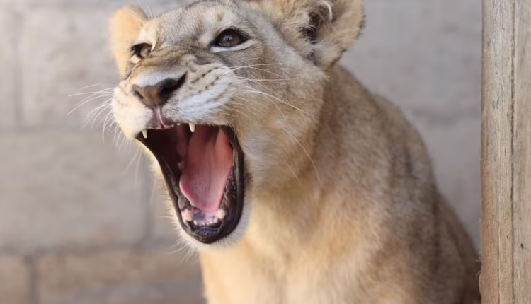 1765489437 social.avif