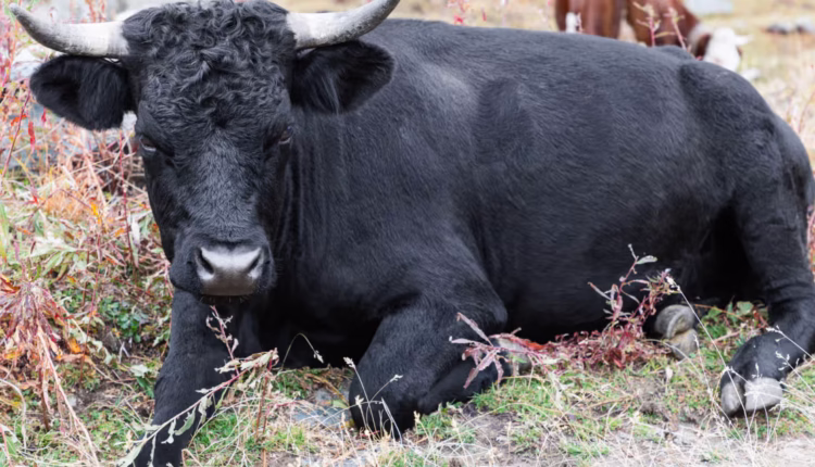 1766759454 social.avif