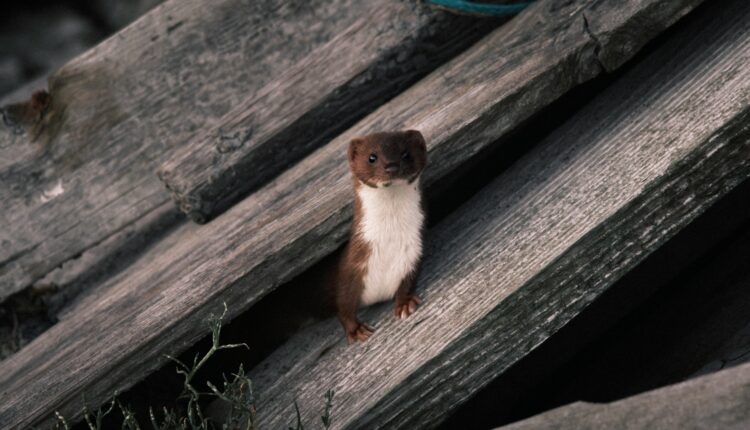 Marc cordeau cexvW1taEwY unsplash 1.jpg