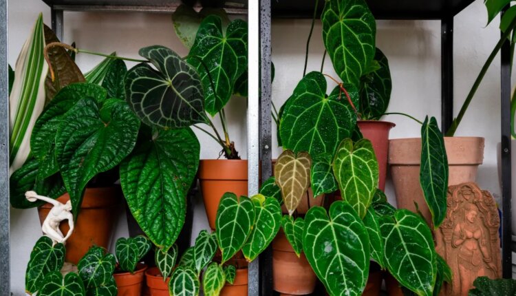 GettyImages 1231677508.jpg