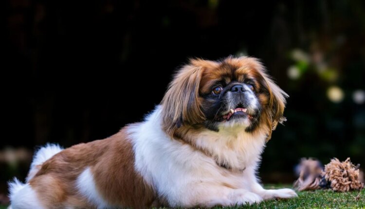 Pekingese dog 1200x675.jpg