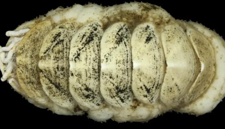 Senckenberg Ocean Species Alliance.png