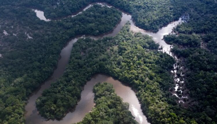 New frog species discovered in perus cloud forest may alrady be endangered 1246964141.jpg