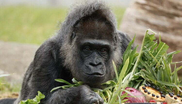 GettyImages 2209013645.jpg