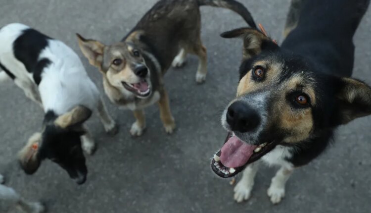 GettyImages 836936652 .jpg