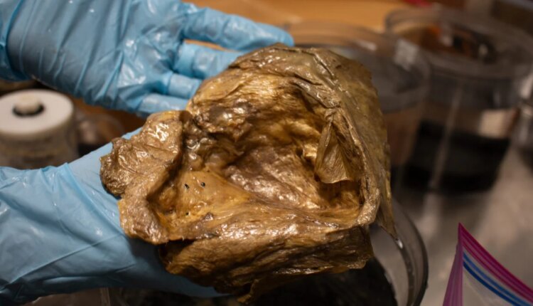 NMNH IZ 1699903 LabImage 6 1200x675.jpg