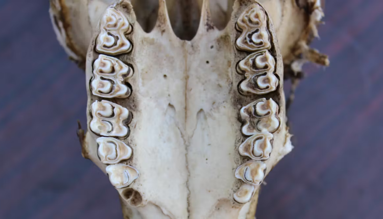 File 20260329 57 kkw6ji.png