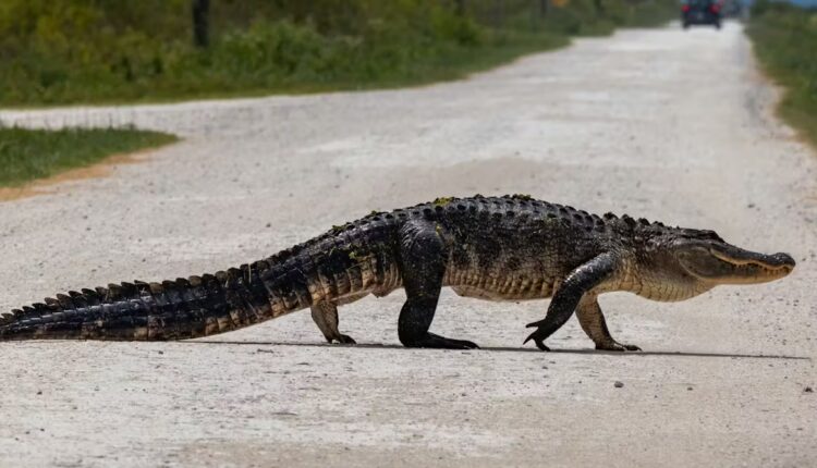 File 20260402 57 ixd552.jpg