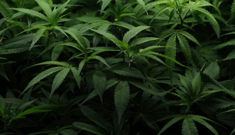 File 20260413 57 a1ms7b.jpg