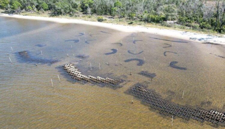 DARPA Bushek Oyster Reef Tech 1200x675.jpg