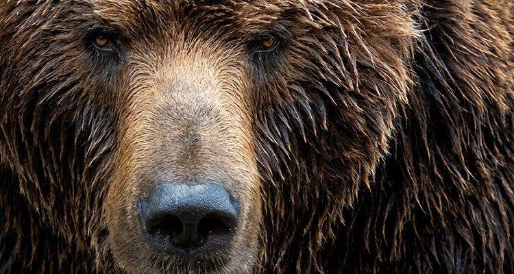 Bear wild threat Lubos Chlubny adove.jpg