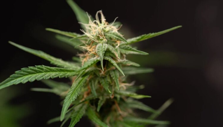 Cannabisplant 1200x675.jpg