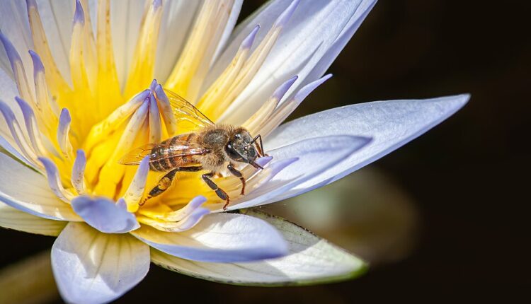Honeybee.jpg