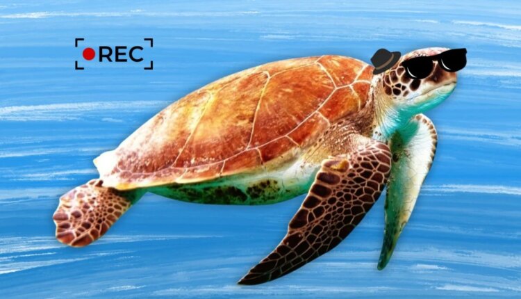 China Spy Turtle 1200x675.jpg
