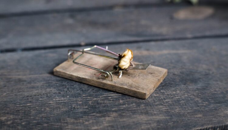 Mouse trap 06.10.26 getty 2238708232.jpg