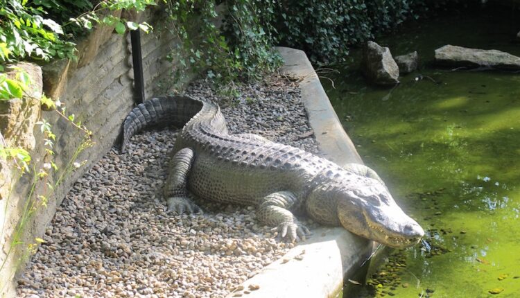 ZOO Usti n L vybeh aligatora 05.jpg