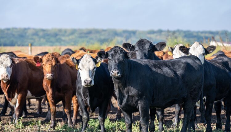 Beef cows cattle 08.26.26 getty 1739459086.jpg