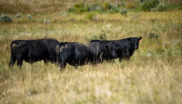 Cattle.jpg