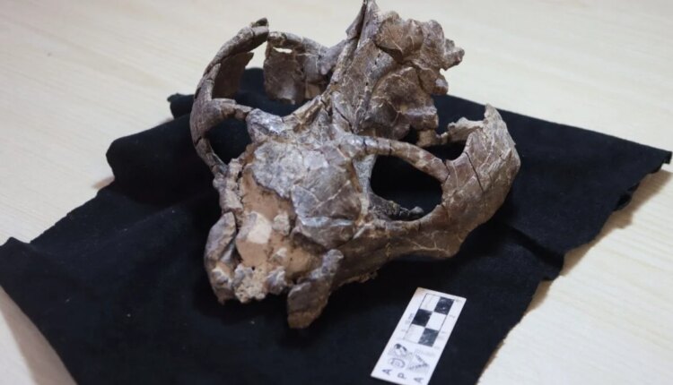 Chiniquodon theotonicus skull 1200x675.jpg
