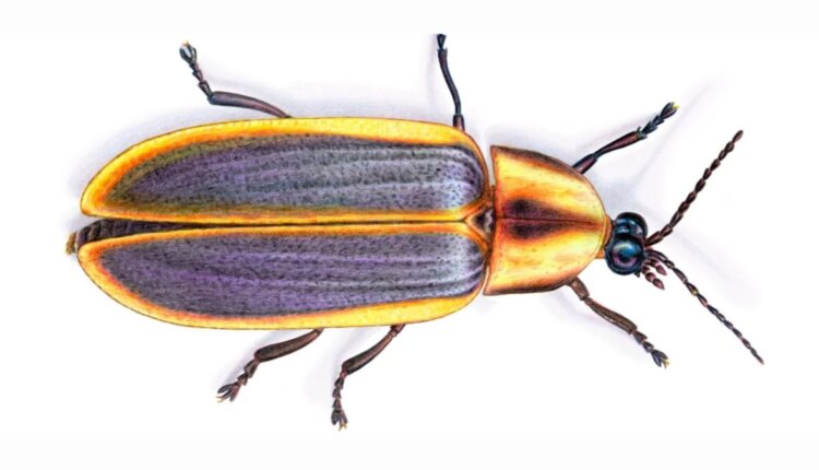 Similar firefly illustration 1200x675.jpg